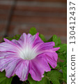 Pink morning glories blooming in the garden 130412437