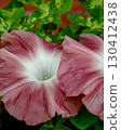 Morning glory 130412438
