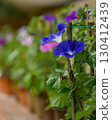 Blue morning glory 130412439