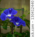Blue morning glory 130412440