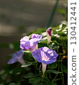 Blue morning glory 130412441