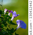 Morning glory blue flower 130412442