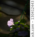 Morning glories blooming in the shade 130412443
