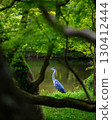 A grey heron walking through the fresh greenery 130412444