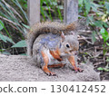 Squirre 130412452
