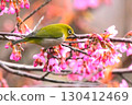 White-eye 130412469