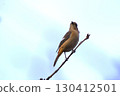 A cute and beautiful Daurian Redstart that came out of nowhere and stopped in front of me 130412501