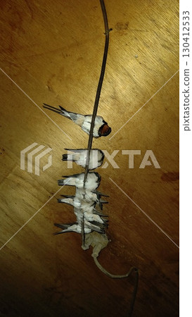 A swallow born in my home A swallow born in my home 130412533