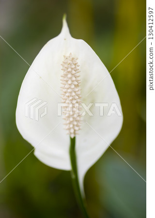 Spathiphyllum flowers are blooming. Its Japanese name is Sasauchiwa (bamboo fan). Spathiphyllum flowers are blooming. Its Japanese name is Sasauchiwa (bamboo fan). 130412597