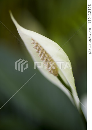 Spathiphyllum flowers are blooming. Its Japanese name is Sasauchiwa (bamboo fan). Spathiphyllum flowers are blooming. Its Japanese name is Sasauchiwa (bamboo fan). 130412598