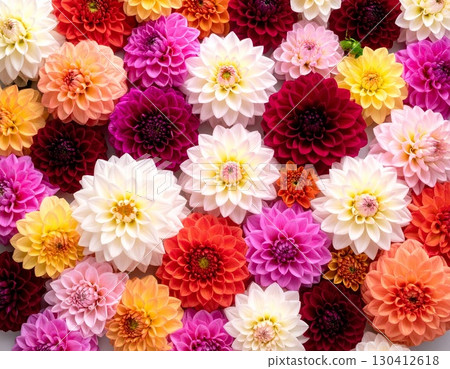 Brightly colored dahlias 130412618