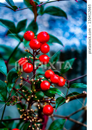 南天竹的紅色漿果為冬季增添光彩，是吉祥的植物 130412665