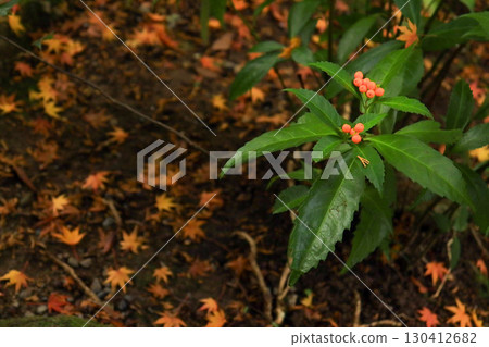 Red berries and red leaves in an autumn garden Red berries and red leaves in an autumn garden 130412682