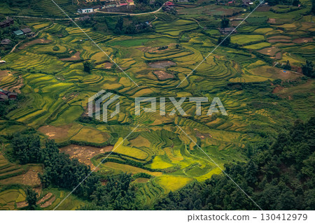 Colorful terraced rice fields during harvest season in Sapa, Vietnam 130412979