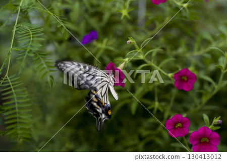 白色和黑色蝴蝶的名字是大樹若蟲。學名是Idea leuconoe。 130413012