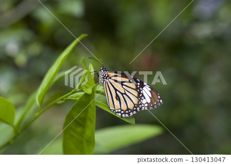 The name of this butterfly is Danaus genutum. The scientific name is Salatura genutia. The name of this butterfly is Danaus genutum. The scientific name is Salatura genutia. 130413047
