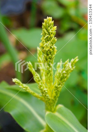 玉米、玉米、mirai、雄花 130413144