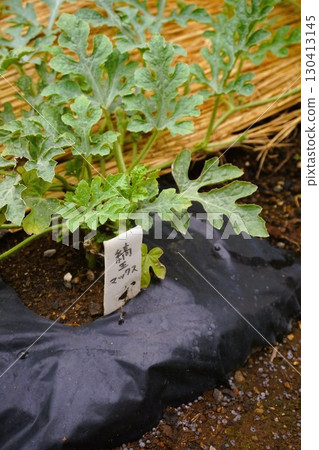 西瓜,西瓜,西瓜,世茂,世茂Max,世茂M,苗,母蔓 西瓜,西瓜,西瓜,世茂,世茂Max,世茂M,苗,母蔓 130413145