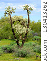 Cholla cactus, Sonora Desert, Mid Spring 130413262