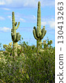 Old Saguaro Cactus Sonora desert Arizona 130413263