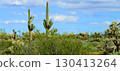 Old Saguaro Cactus Sonora desert Arizona 130413264