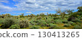 Landscape Sonoran Desert Arizona 130413265