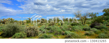 Landscape Sonoran Desert Arizona 130413265