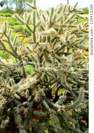 Cholla cactus, Sonora Desert, Mid Spring 130413266