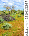 Landscape Sonoran Desert Arizona 130413267