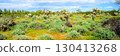 Landscape Sonoran Desert Arizona 130413268