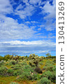 Landscape Sonoran Desert Arizona 130413269