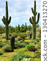 Old Saguaro Cactus Sonora desert Arizona 130413270
