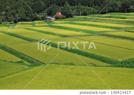 Golden ripe rice ears and terraced rice fields (Hirosecho, Yasugi City) Golden ripe rice ears and terraced rice fields (Hirosecho, Yasugi City) 130413417