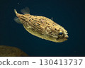 Halocenbon puffer 130413737