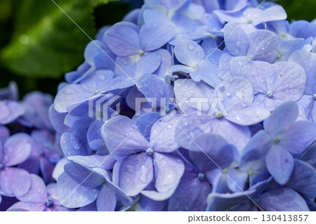 Hydrangea flowers covered in droplets after the rain 130413857