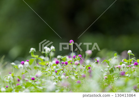 A cluster of crape myrtle flowers and a single flower 130413864