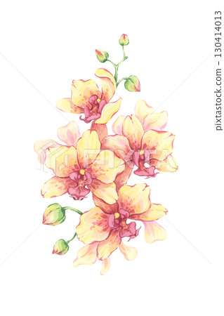 Watercolor yellow orchid flowers. Hand-drawn bright illustration. Elegant petals and buds. Perfect for cards, botanical design, floral decor 130414013