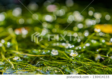 一簇盛開的梅花在清澈的溪流和閃閃發光的散景中 130414133