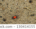 A small red crab on a coral sand beach 130414155