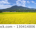 Mount Tsukuba and rice paddies at the southern foot of the mountain in early autumn 130414806