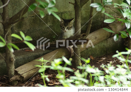 一隻貓盯著你 130414844