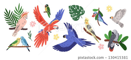 Parrots types. Exotic tropical birds, different poses, flying and sitting, bright color plumage, wild life, funny pets on branches, macaw, cockatoo and ara garish vector cartoon flat isolated set Parrots types. Exotic tropical birds, different poses, flying and sitting, bright color plumage, wild life, funny pets on branches, macaw, cockatoo and ara garish vector cartoon flat isolated set 130415381