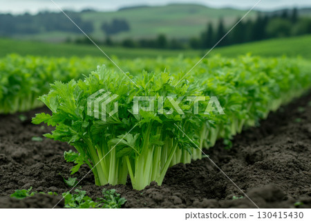 Fresh vibrant green celery plants growing in neat rows on dark rich farm soil with distant rolling green hills. 130415430