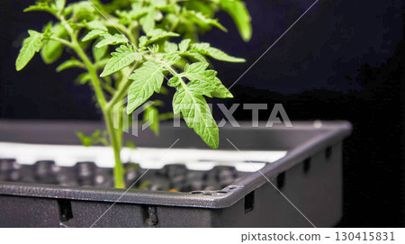 fresh green plant in a pot 130415831