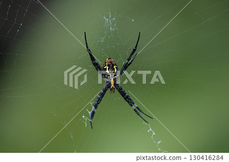 The abdomen of a spider waiting for prey in its web, Argiope genus 130416284