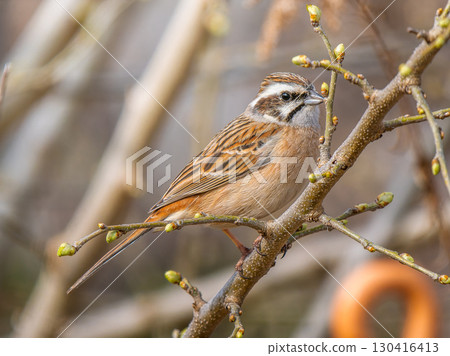 堅持分支機構 130416413