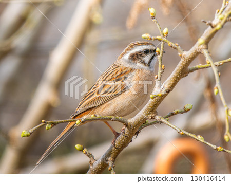 Stick to the branches 130416414