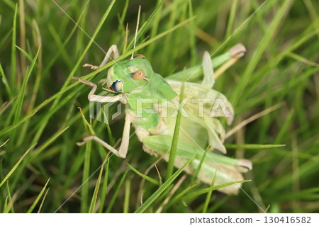 剛剛蛻皮的飛蝗 130416582