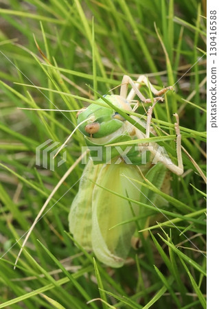 A migratory locust immediately after molting A migratory locust immediately after molting 130416588