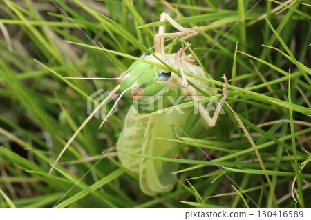 剛剛蛻皮的飛蝗 130416589